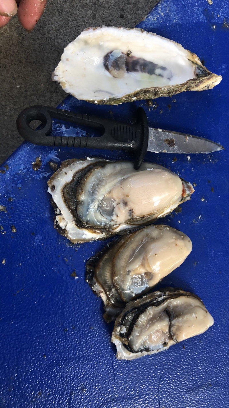 生蚝鲜活全壳烧烤新鲜半壳牡蛎广东潮汕深海生蚝净化蚝