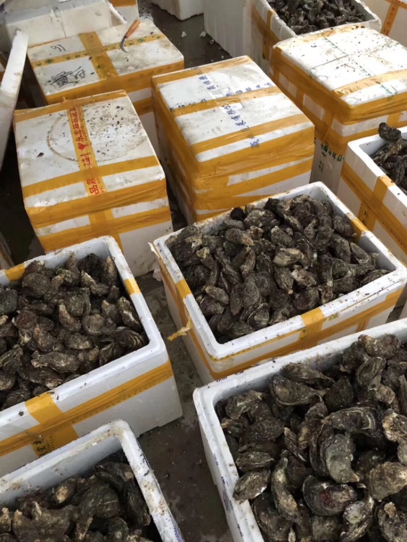 生蚝鲜活全壳烧烤新鲜半壳牡蛎广东潮汕深海生蚝净化蚝