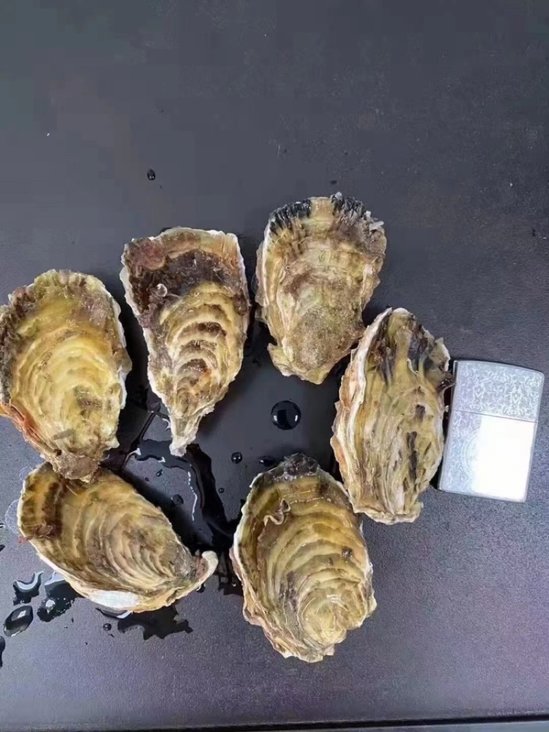 生蚝鲜活全壳烧烤新鲜半壳牡蛎广东潮汕深海生蚝净化蚝