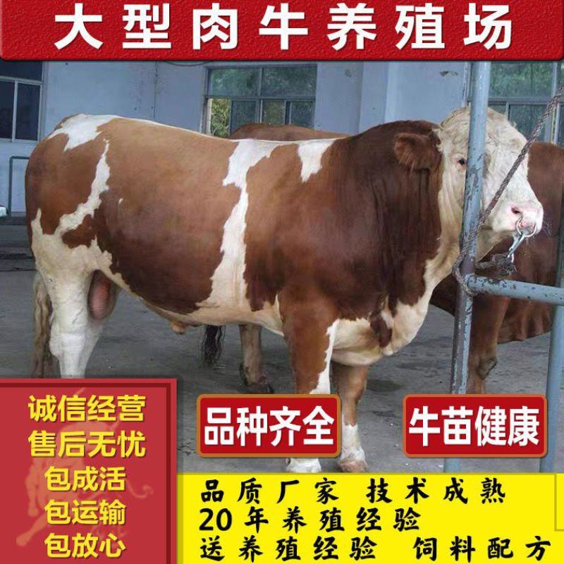 西门塔尔牛，有什么优势？长势快，耐粗食，病情少，好饲养