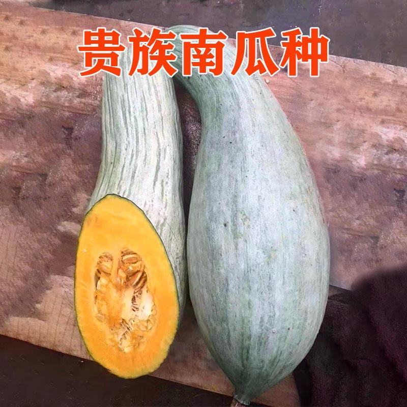 贵族南瓜种子新疆丑瓜新奇特板栗味稀有四季农家大田蔬菜