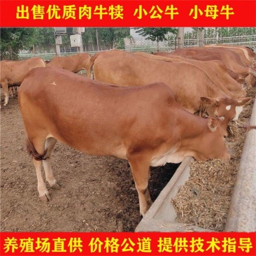 鲁西黄牛--三元杂交牛-六元杂交黄牛，免费送货