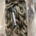 黑虎虾鲜度好