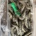 黑虎虾鲜度好