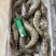 黑虎虾鲜度好