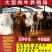 西门塔尔种公牛