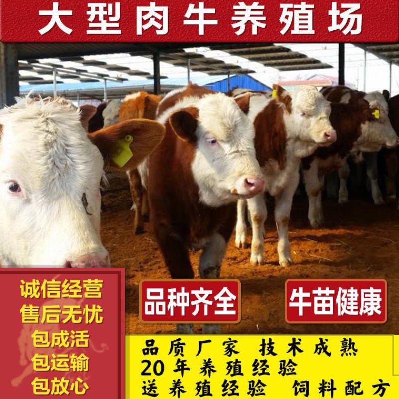 西门塔尔种公牛