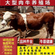 鲁西黄牛-三元杂交-改良牛，免费送货有技术人服务，可回收