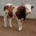 鲁西黄牛-三元杂交-改良牛，免费送货有技术人服务，可回收