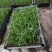 美丽针葵苗棕榈科室内盆栽花卉绿植庭院绿化树切叶素材