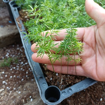 狐尾天门冬苗狐尾武竹室内观叶花卉盆栽绿植净化空气