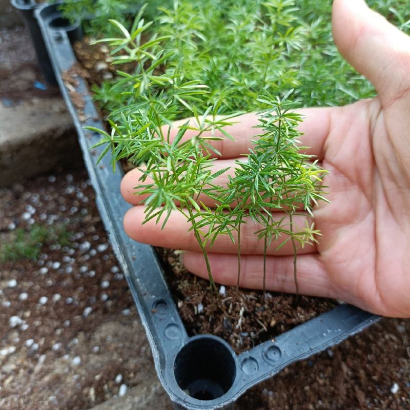 狐尾天门冬苗狐尾武竹室内观叶花卉盆栽绿植净化空气