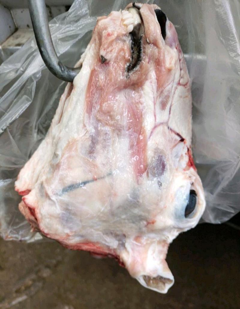 （厂家一手）扒皮羊头，长年大量有货，规格齐全1.5-4斤