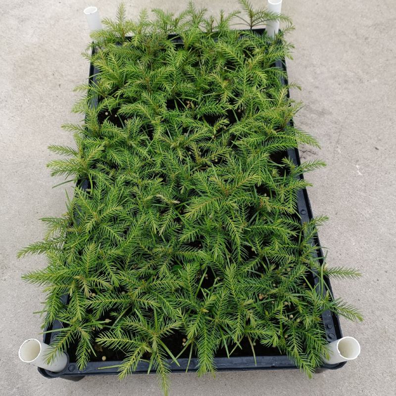 南洋杉南洋杉苗四季常青观叶盆栽绿植净化空气美观好养