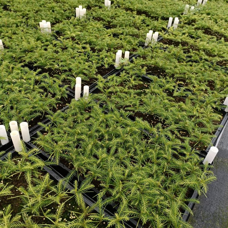 南洋杉南洋杉苗四季常青观叶盆栽绿植净化空气美观好养