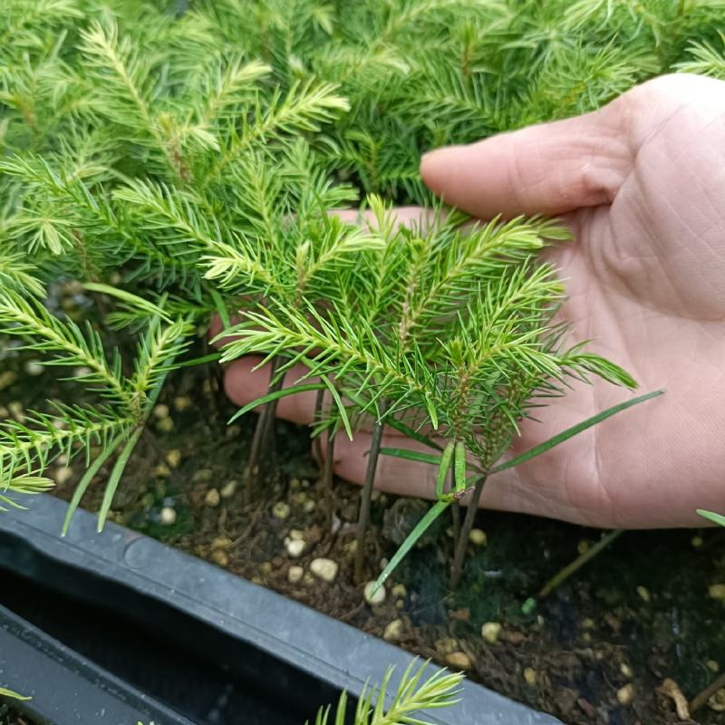 南洋杉南洋杉苗四季常青观叶盆栽绿植净化空气美观好养