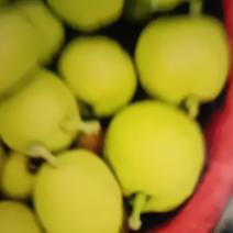 来自新疆库尔勒香梨新鲜梨子脆甜皮薄9.5—10斤为1包邮