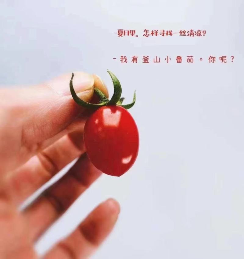 千禧圣女果山东聊城产地，大量直供市场电商平台，品种齐全