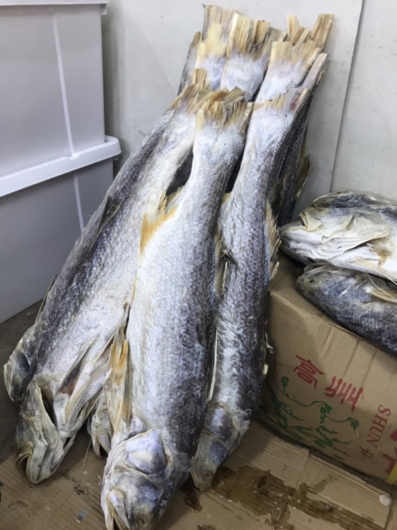 马友鱼