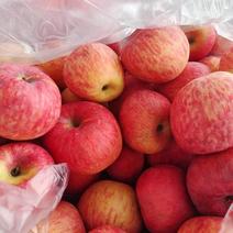 陕西【精选】红富士苹果，大量出货，口感脆甜，欢迎来电！