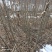 皂角皂角小苗一年苗苗子粗壮根系发达苗圃基地直发