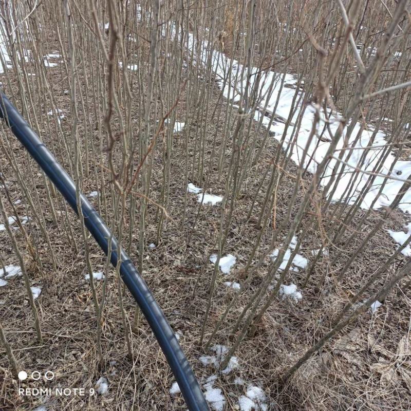 皂角皂角小苗一年苗苗子粗壮根系发达苗圃基地直发