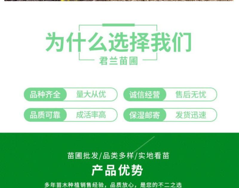 皂角皂角小苗一年苗苗子粗壮根系发达苗圃基地直发
