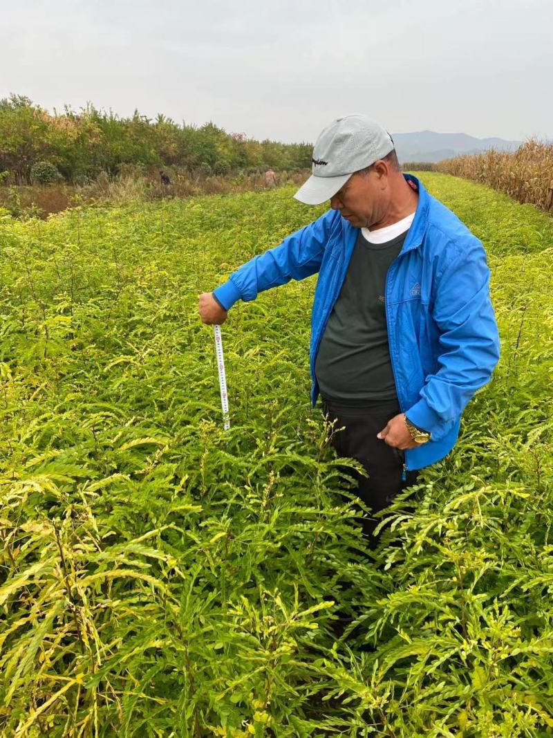 皂角皂角小苗一年苗苗子粗壮根系发达苗圃基地直发