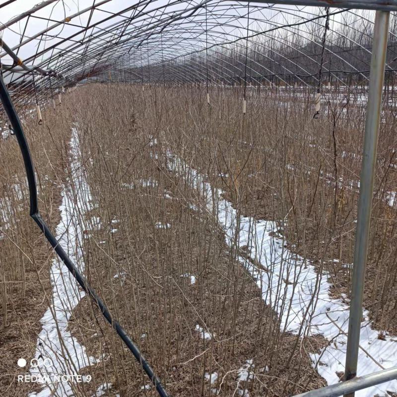 皂角皂角小苗一年苗苗子粗壮根系发达苗圃基地直发
