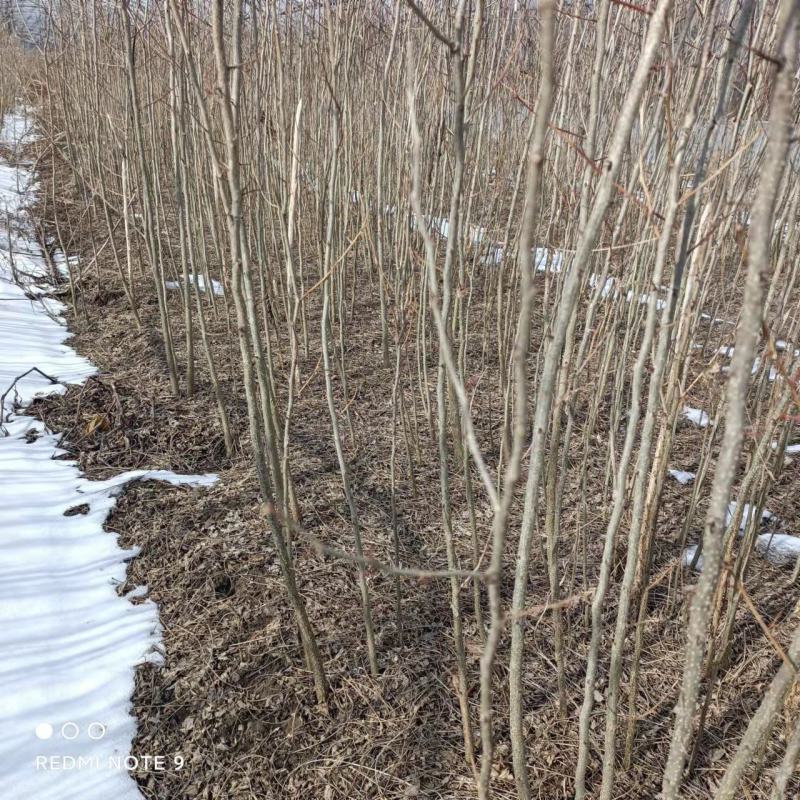 皂角皂角小苗一年苗苗子粗壮根系发达苗圃基地直发
