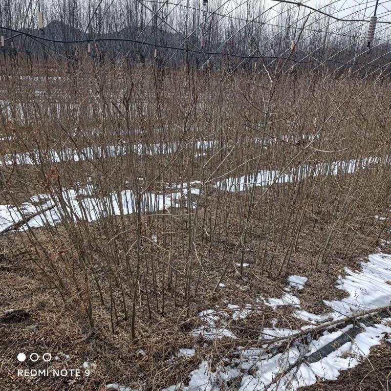 皂角皂角小苗一年苗苗子粗壮根系发达苗圃基地直发