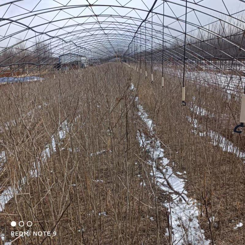 皂角皂角小苗一年苗苗子粗壮根系发达苗圃基地直发