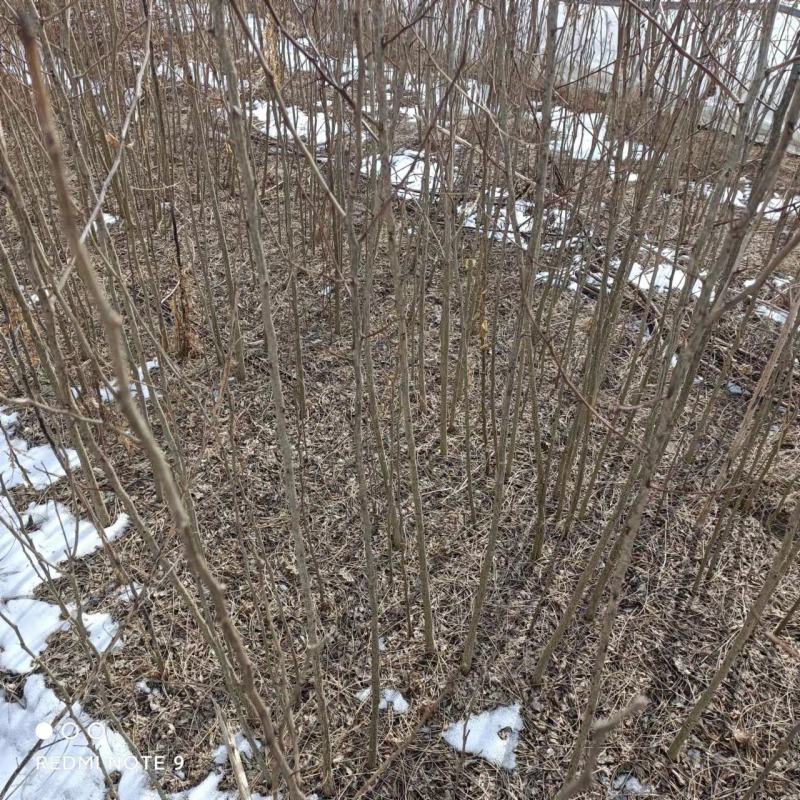 皂角皂角小苗一年苗苗子粗壮根系发达苗圃基地直发