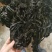 烘干水洗脱盐无沙裙带菜散装2斤装