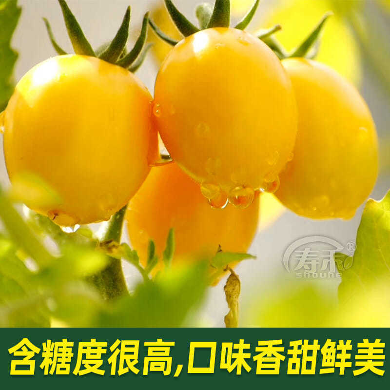 黄妃小番茄种子西红柿种籽阳台四季盆栽蔬菜孑黄色水果圣女果