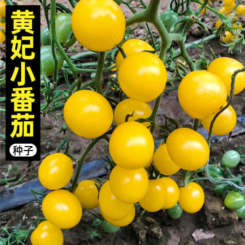 黄妃小番茄种子西红柿种籽阳台四季盆栽蔬菜孑黄色水果圣女果