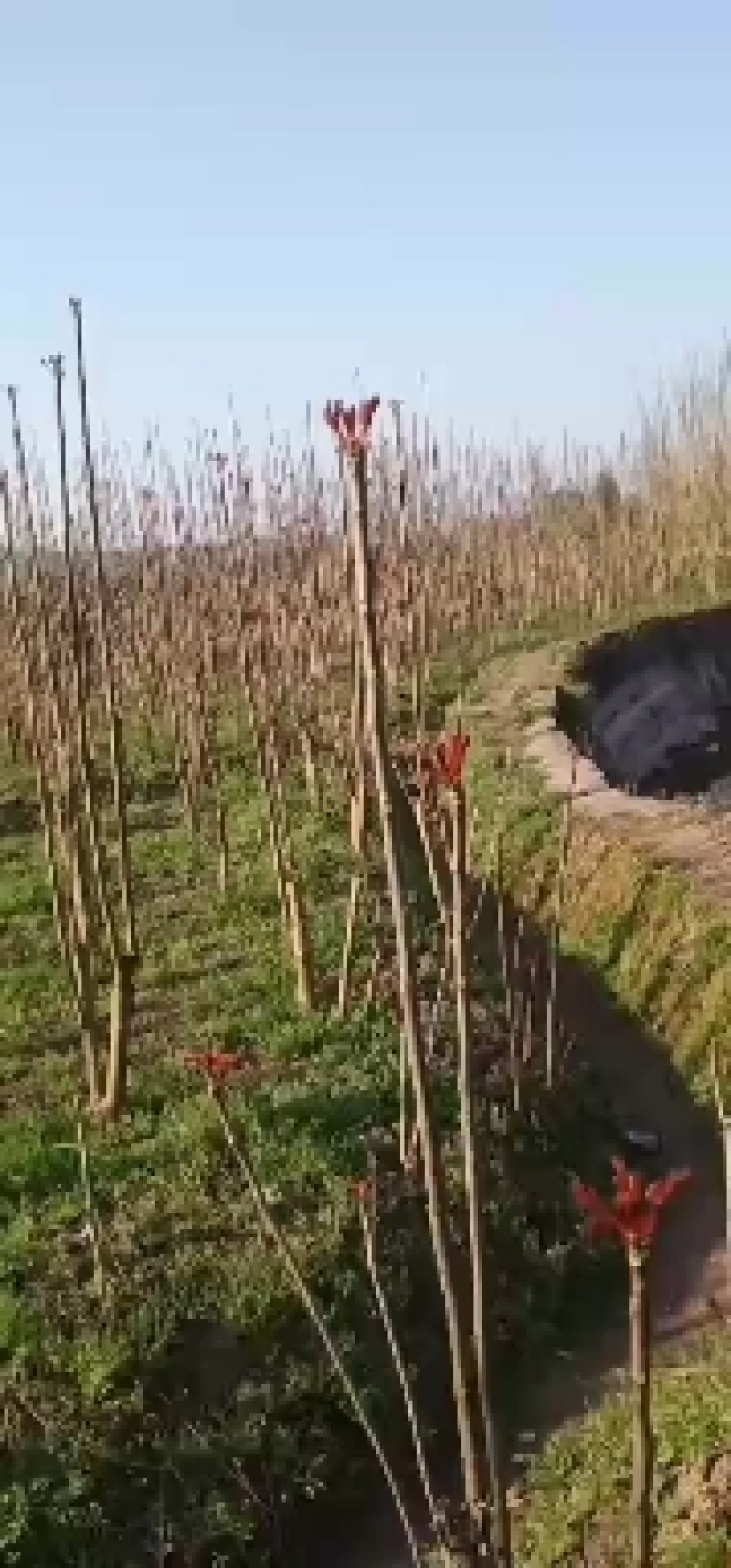 香椿芽四川大竹红油香椿产地直销，量大从优欢迎联系下单