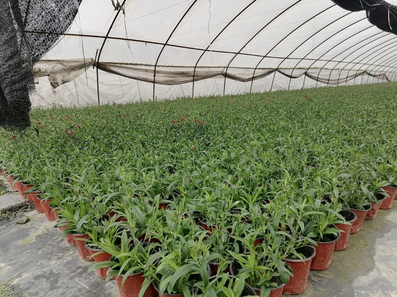 石竹批发基地供应常夏石竹高杆石竹石竹杯苗