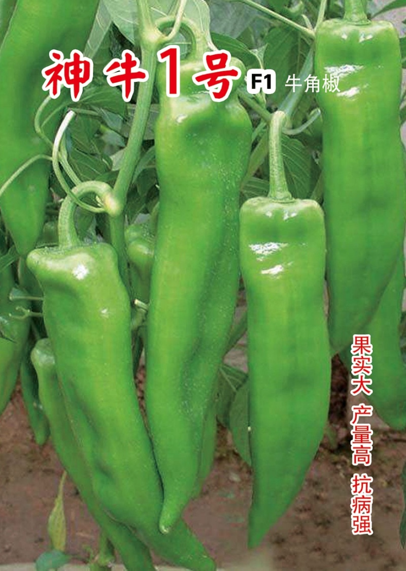 牛角椒种子，大尖椒种子