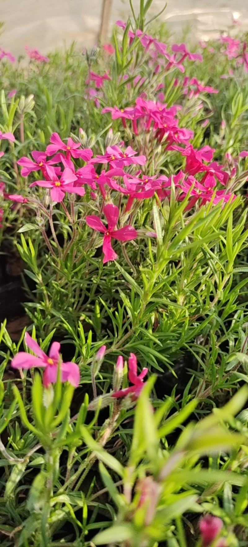 芝樱花丛生福禄考基地直供货源充足诚信经营