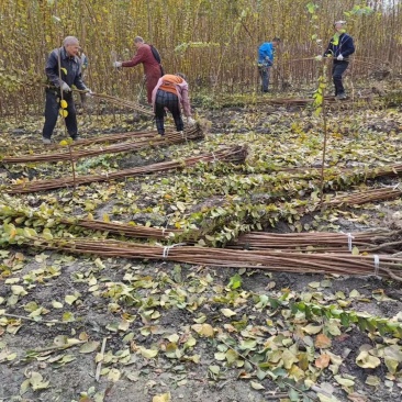 紫薇条子基地紫薇苗批发紫薇工程苗紫薇花瓶