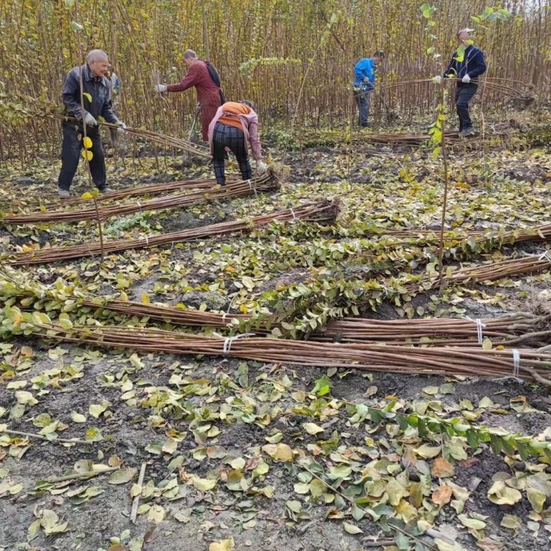 紫薇条子基地紫薇苗批发紫薇工程苗紫薇花瓶