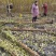 紫薇条子基地紫薇苗批发紫薇工程苗紫薇花瓶