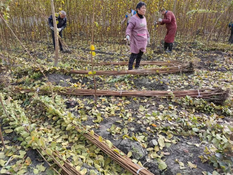 紫薇条子基地紫薇苗批发紫薇工程苗紫薇花瓶