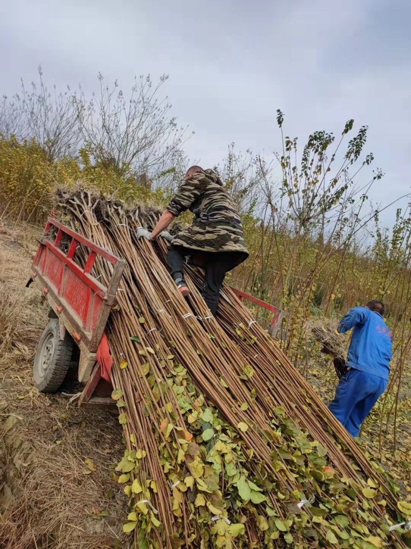 紫薇条子基地紫薇苗批发紫薇工程苗紫薇花瓶