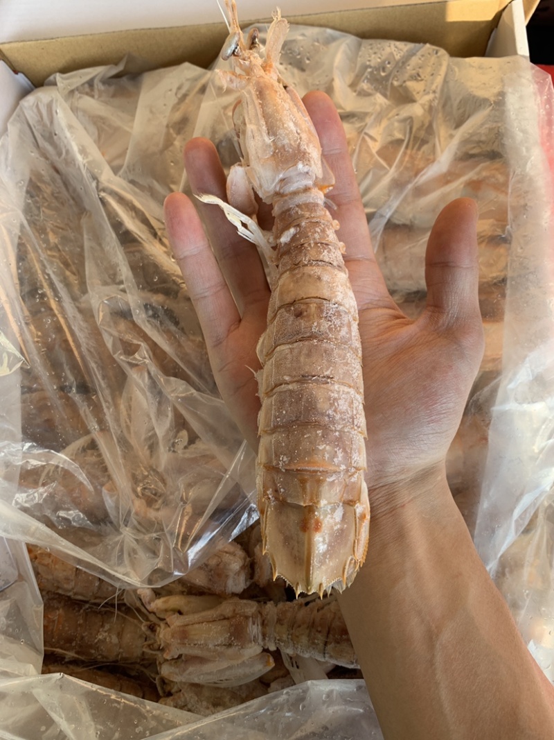 皮皮虾，跟我走！量大从优！❤️‍🔥