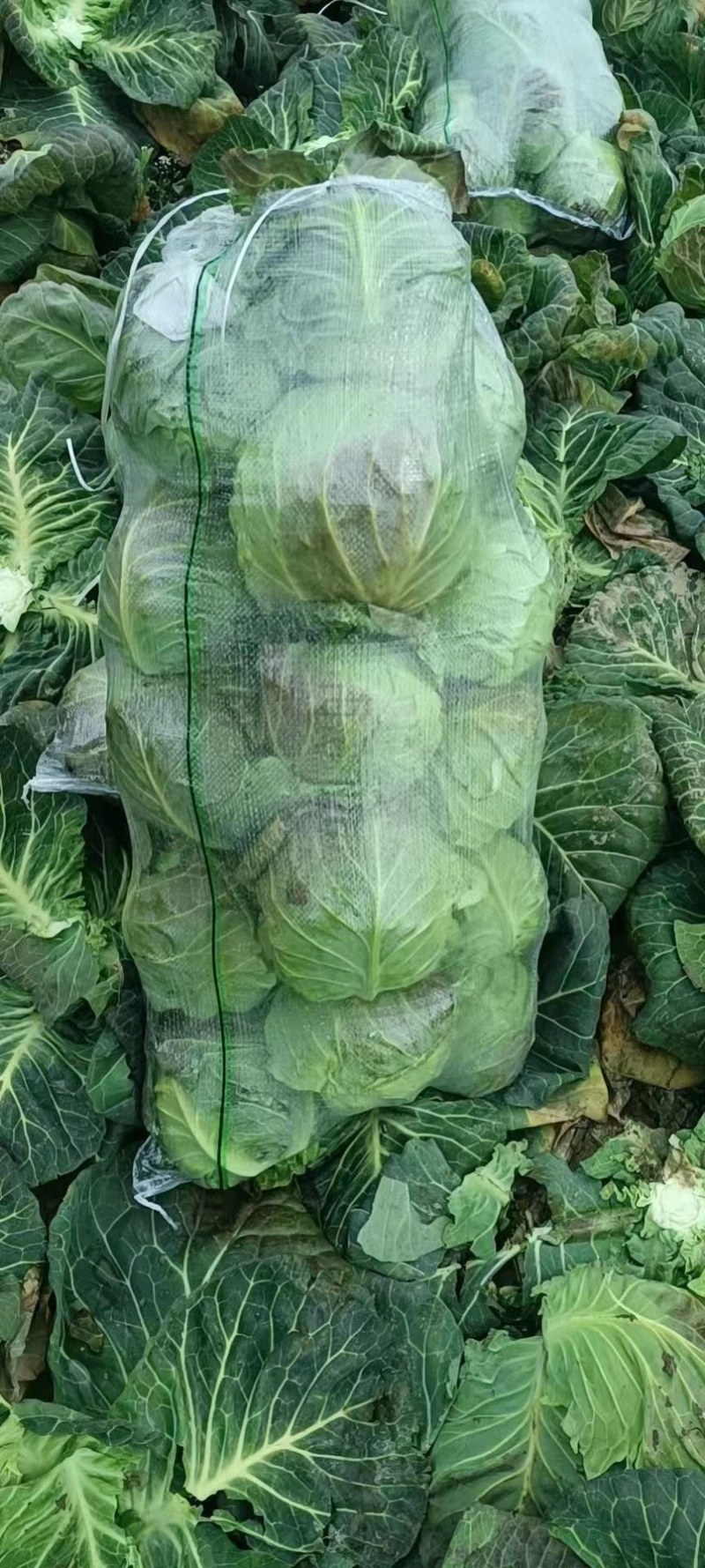 万亩种植基地精品圆包菜甘蓝欢迎各地客商前来咨询
