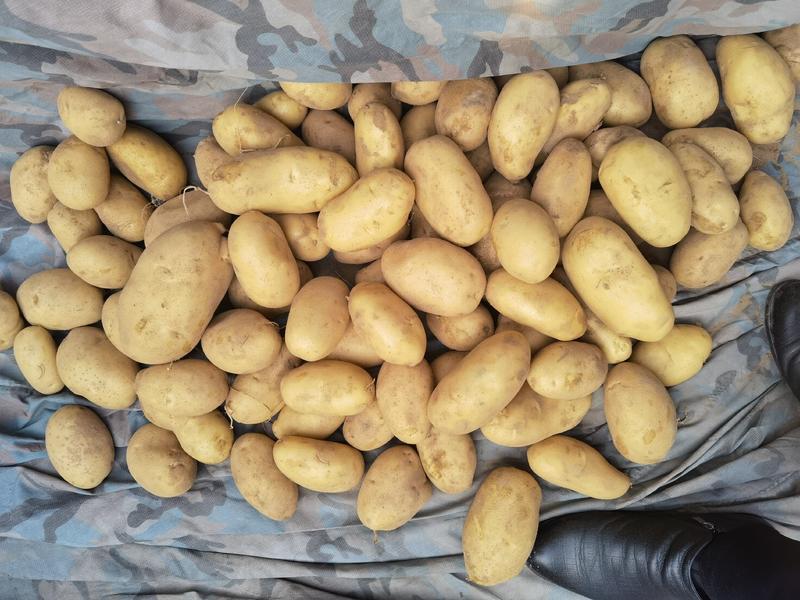 精品荷兰十五土豆四两以上精品产地直供质量保证量大从优