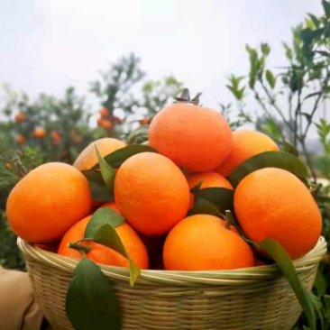 广西沃柑皮薄汁多味甜多汁化渣一件代发电商出口产地直供
