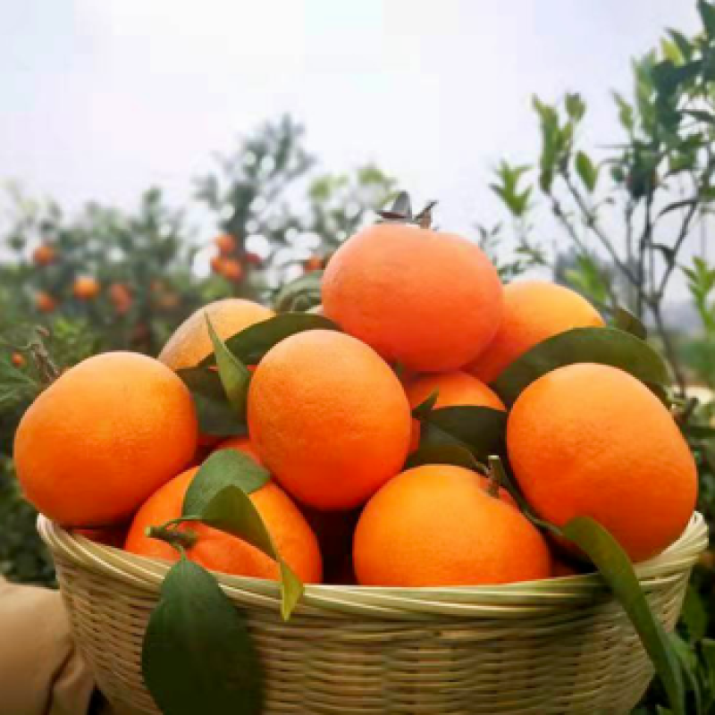 广西沃柑皮薄汁多味甜多汁化渣一件代发电商出口产地直供